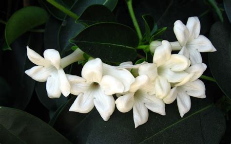 Gambar Bunga Melati Putih Tercantik