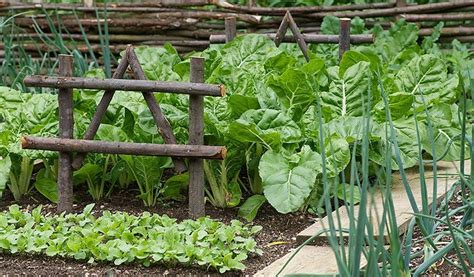 The French Potager And Why Ill Never Make The Grade My French