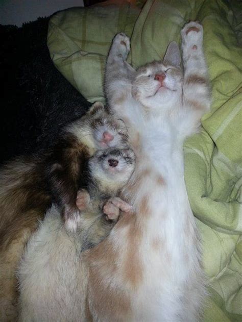 Unlikely Friendship Of A Kitten And Ferrets Baby Ferrets