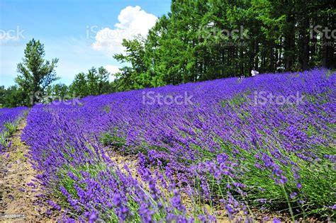 Lavender Flower Fields In Hokkaido Japan Stock Photo Download Image
