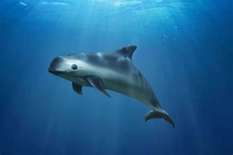 5 Facts About The Vaquita The Worlds Most Endangered Sea Mammal