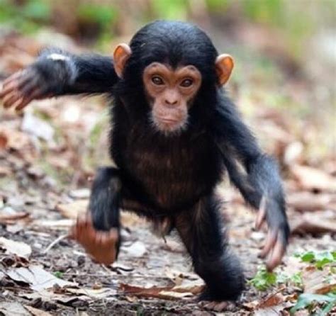 40 Best Images About Cheeky Chimpanzees On Pinterest Friendship Baby
