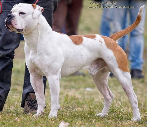 They are powerful, very muscular, athletic, sturdy dogs with a large, head and jaws. wissenswertes zum ab