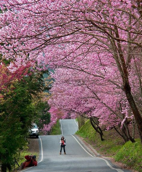 Cherry Blossom In Taiwan 2019 Forecast — The Best Time And Top 8 Best