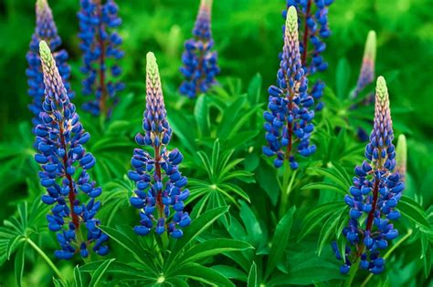 Native Blue Lupine Plant Care Growing Guide