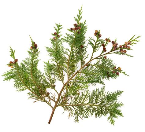 Cedar Leaves Stock Photo Image Of Detail Background