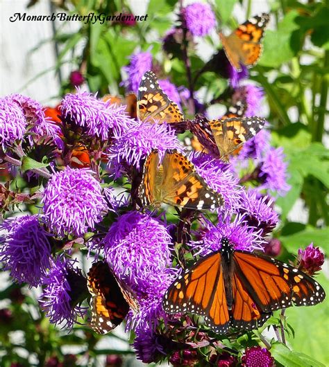 Purple Butterfly Flower Power 6 Purpular Butterfly Plants
