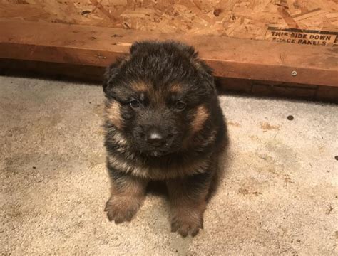 Our Puppies Northwest German Shepherd Kennel