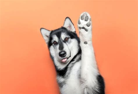 What Does It Mean When A Dog Lifts His Paw