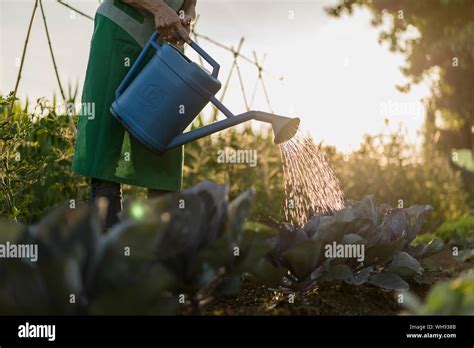 Watering Garden Hi Res Stock Photography And Images Alamy