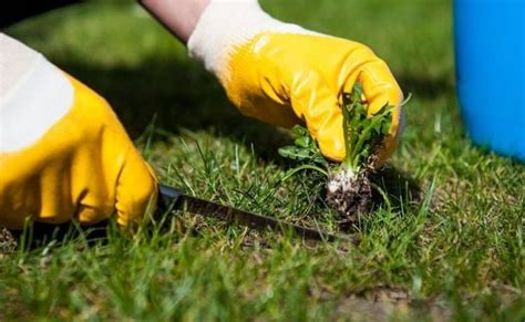 Environmentally Friendly Lawn Services Organic Lawn Care