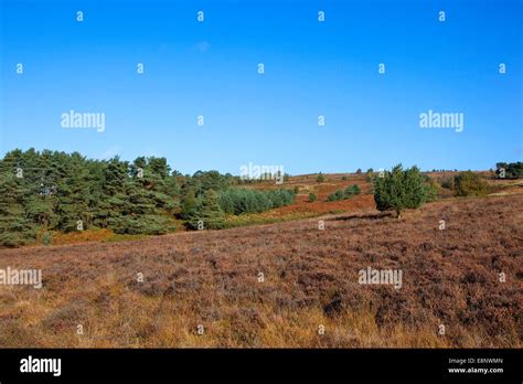 Heather Moorland And Young Pine Trees In The Scenic Upland Landscape Of