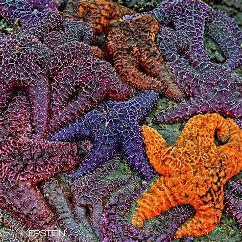 Many Different Colored Sea Stars On The Ground