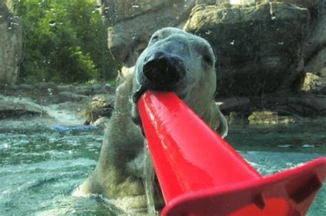 These Funny Polar Bears 21 Pics Izismile Com