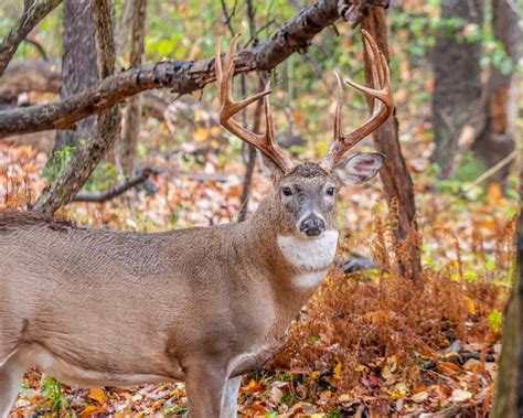 Rutting Whitetail Deer Buck Stock Image Image Of Outdoors Field