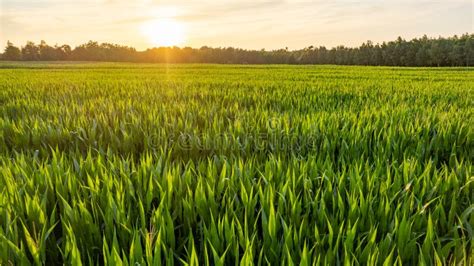 Corn Field Agriculture Under A Sunset Sky Green Nature Rural Farm