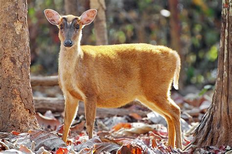 View muntjac deer research papers on academia.edu for free. Muntiacus muntjak - Wiktionary