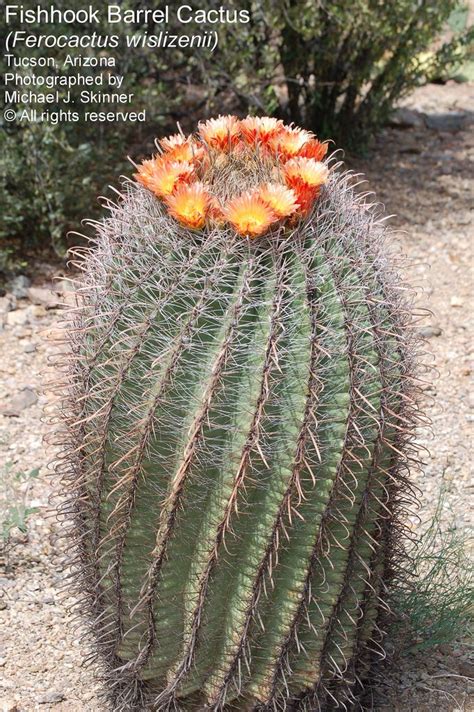 You can purchase packets of mixed seeds which means you'll never but you'll need some patience as some species can take several months to germinate. Fishhook Barrel Cactus | Barrel cactus, Cactus, Cactus seeds