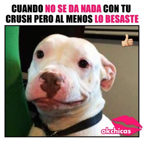 20 Divertidos Memes De Perros Que Te Haran Llorar De Risa Memes Monos