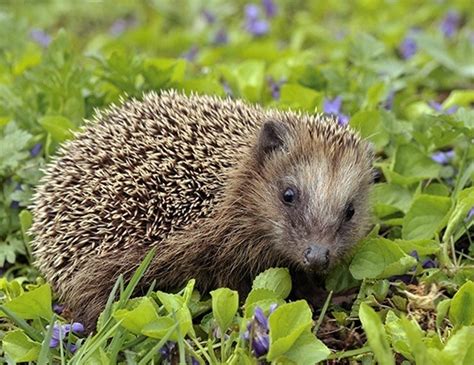 Western European Hedgehog Life Expectancy