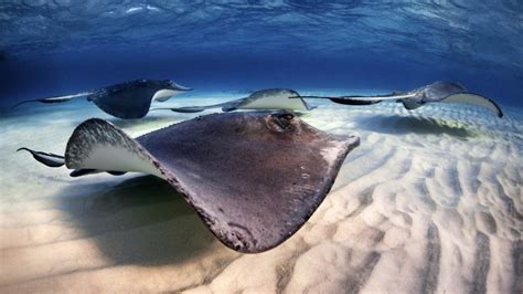 10 Tips For Swimming With The Stingrays In Exuma Exuma Online