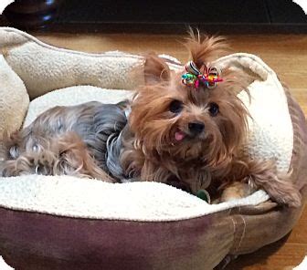 There is also the leon county animal service center and the leon county humane society that can assist everyone in finding their new furry friend. Maggie Sue | Adopted Dog | Tallahassee, FL | Yorkie ...