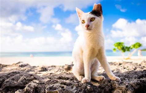 Cute Summer Cat Wallpapers Wallpaper Cave