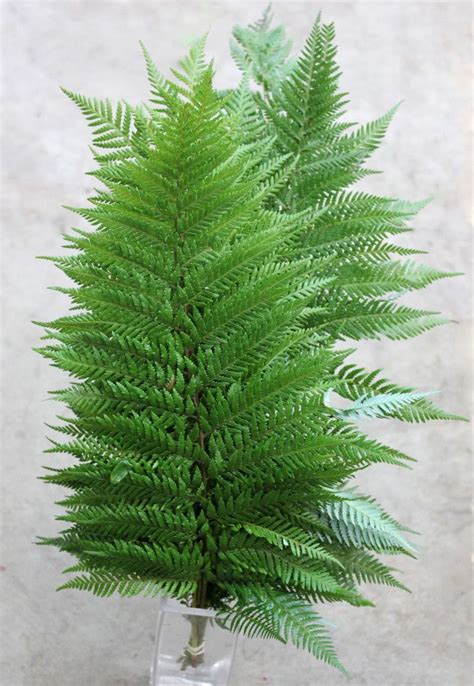 Feather Fern Stevens And Son Wholesale Florist In 2021 Wholesale