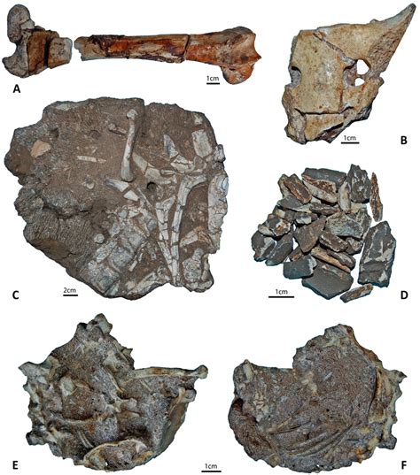 Heterogeneous Preservation Of Fossils In The Malapa Faunal