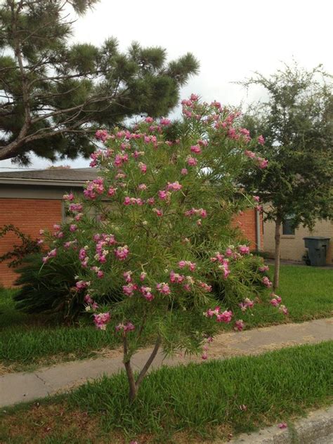 Desert Willow — Galveston Island Tree Conservancy