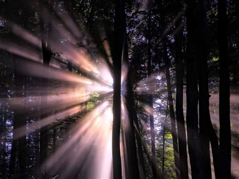 1600x1200 Sunbeam In Forest 1600x1200 Resolution Hd 4k Wallpapers