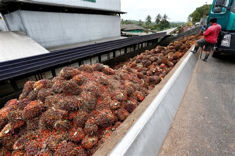 Malaysian Palm Oil Planters Slam Us Ban