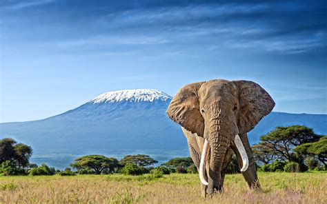 Download Wallpapers Kilimanjaro Elephants Roof Of Africa Savannah