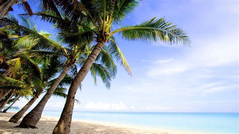 Пляж вода Пейзаж природа океан остров пальмы обои на телефон бесплатно