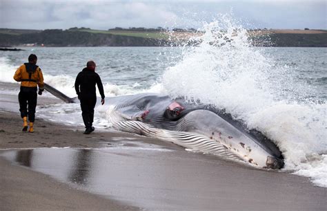 Rescue Attempt Fails To Save Beached Whale Photo 19 Cbs News