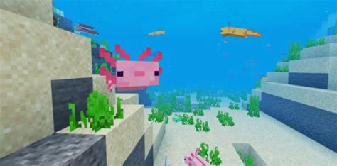Do Axolotls Follow You In Minecraft Mudfooted
