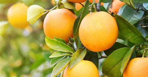 Friendly Organic Usa Our Ingredients Orange Citrus Aurantium Dulcis
