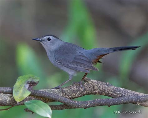 Year Of The Bird Meet The Gray Catbird Hamanasi Adventure And Dive