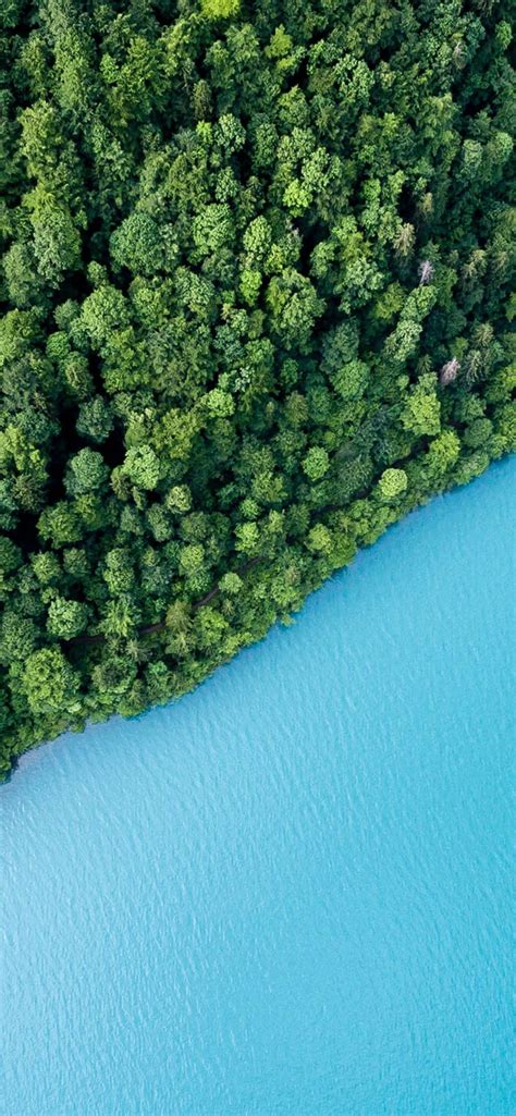 Green Forest 4k Wallpaper Trees Aerial View Body Of Water Turquoise