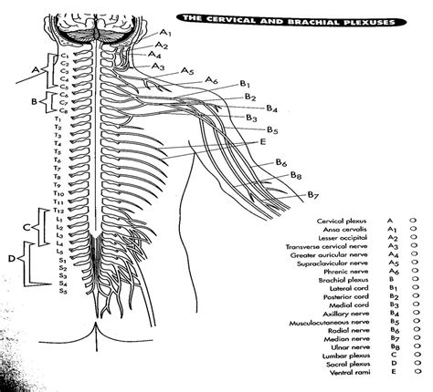 Central Nervous System Coloring Page Printable Porn Sex Picture