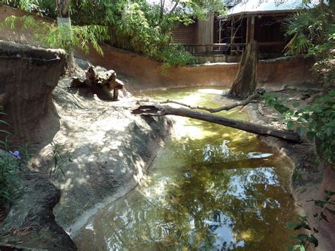 Louisiana Swamp River Otter Exhibit Zoochat