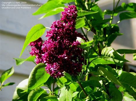 29 more photos view gallery. PlantFiles Pictures: Syringa, Common Lilac, French Lilac ...