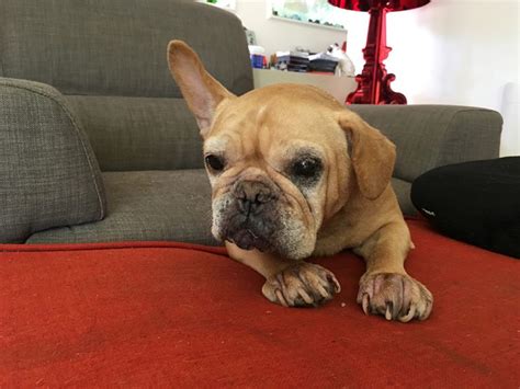 Click here to view french bulldogs in massachusetts for adoption. French Bulldog Rescue Network :: Camile in CA