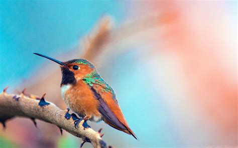 Most Beautiful Birds Mac Wallpaper Download Allmacwallpaper