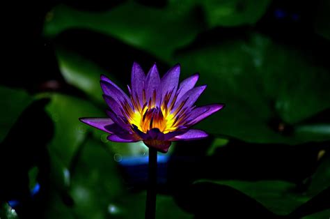 Water Lily 4k Ultra Hd Wallpaper And Background 4288x2848 Id598162