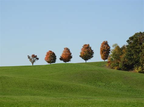 Trees On The Hill Photograph By Judy Genovese Fine Art America