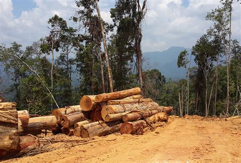 · kegiatan pengilangan telah menggantikan kegiatan pertanian. Spesies pokok kayu berkualiti Ulu Tembeling cetus nafsu ...