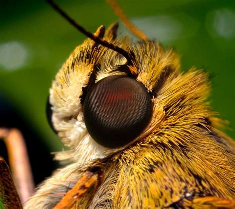 Insect Insects Insect Eyes Insect Photography