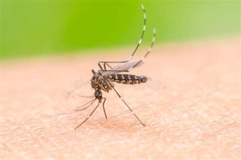 Mosquito On Skin Human Stock Photo Image Of Aedes Pregnant 90855416