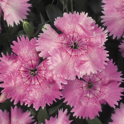 Dianthus Floral Lace Series Flower Seeds Light Pink 500 Seeds